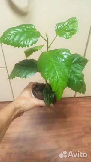 Аглонема Сильвер Бей Гибискус