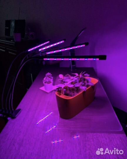 Фито лампа для растений