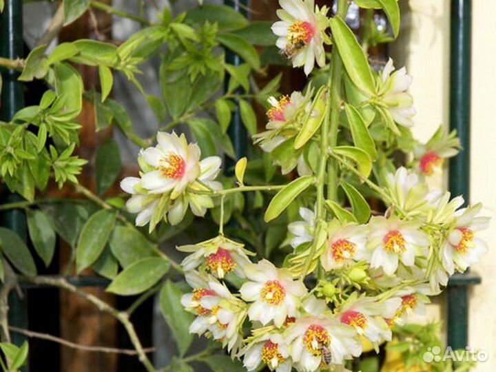 Переския - цветущий лиственный кактус, др красивые