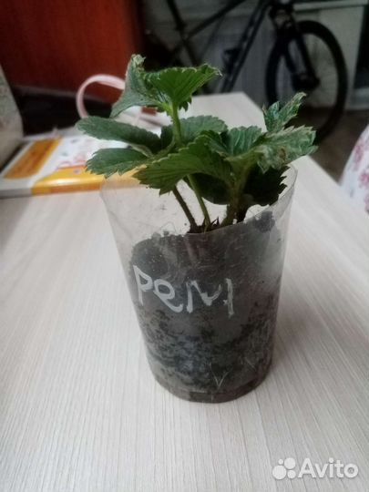 Клубника ремонтантная рассада