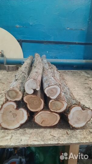 Можжевельник