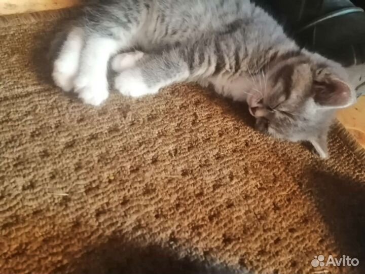 Котята в добрые руки бесплатно