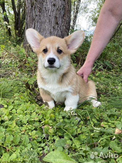 Щеночки коржики. 2,5 мес