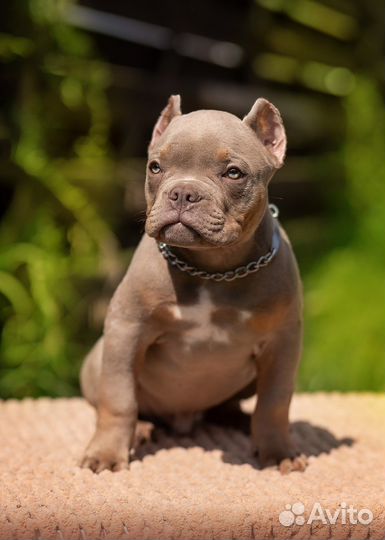 Американский булли - микро мальчик