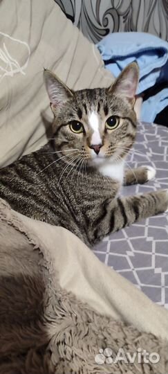 Отдам Котика