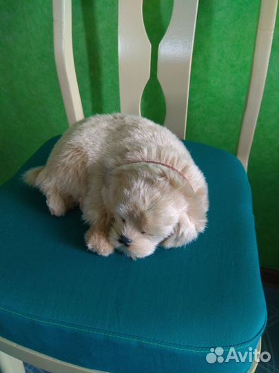 Дышащая игрушка Perfect petzzz