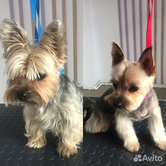 Груминг животных