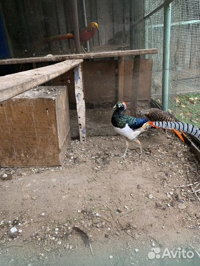 Продам алмазных, золотых, королевских фазанов