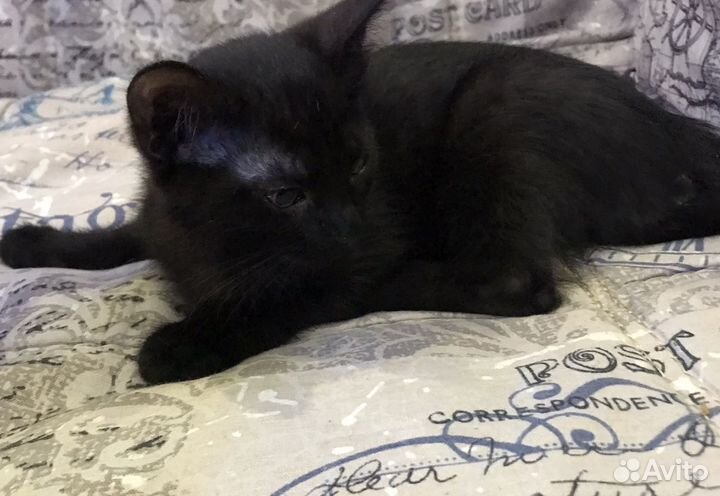 Котенок кошечка в добрые руки