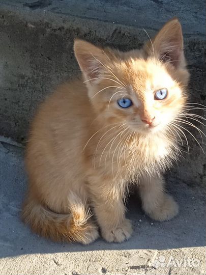 Котенок кот