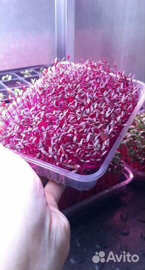 Микрозелень растущая