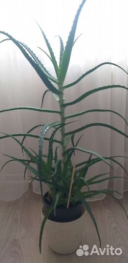 Алоэ лечебное 4 года