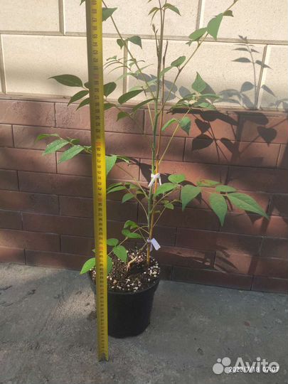 Декенея фаргеза