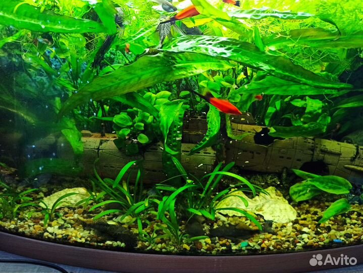 Аквариум на 106 литров