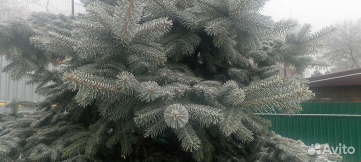 Ель голубая