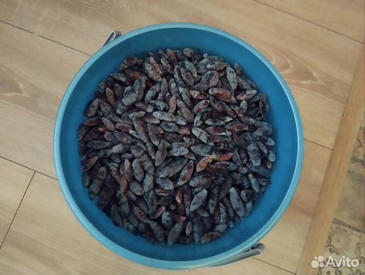 Жимолость ягоды