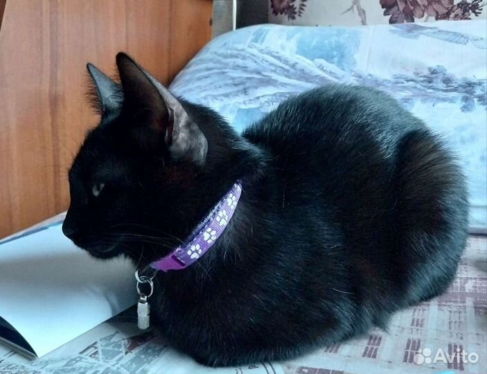 Кошка в дар с приданым