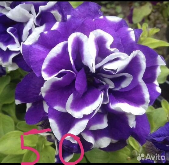 Вегетативная петуния черенки