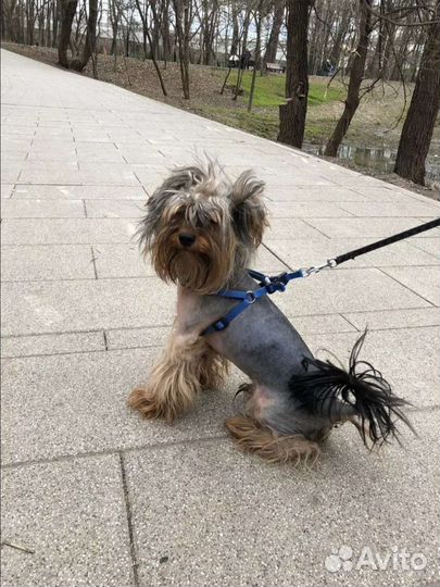 Выгул собак