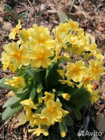 Луковичные растения на осень