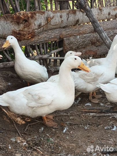 Продам пекинских уток (cros53), Яйцо инкубационное