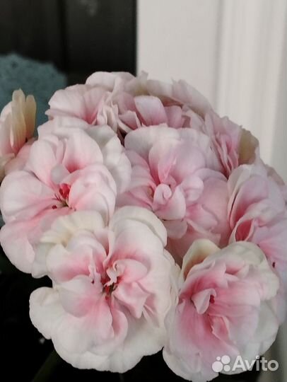 Сортовые пеларгонии укорененные черенки