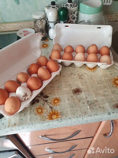 Домашние куриные яйца