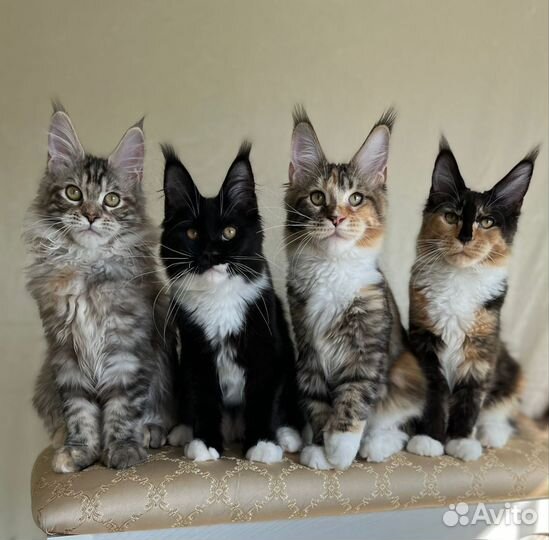 Чистокровные котята Мейн-кун