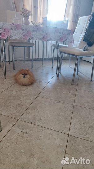 Померанский шпиц