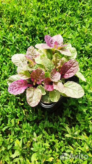 Почвопокровные растения