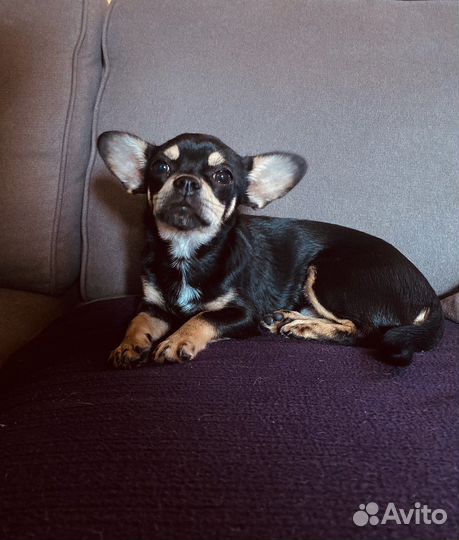 Чихуахуа 6 мес