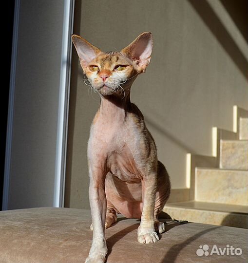 Котята девон-рекс