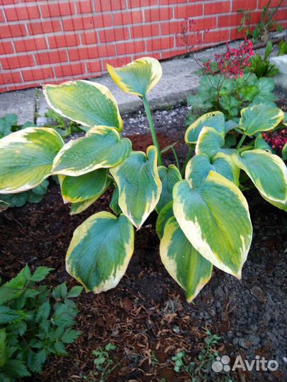 Ирисы, хосты,бадан