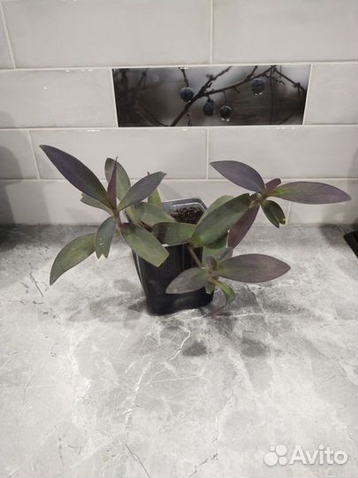 Традесканция фиолетовая