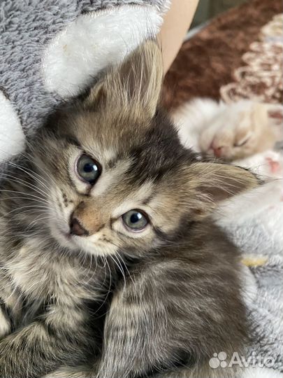 Котята отдам в добрые руки бесплатно