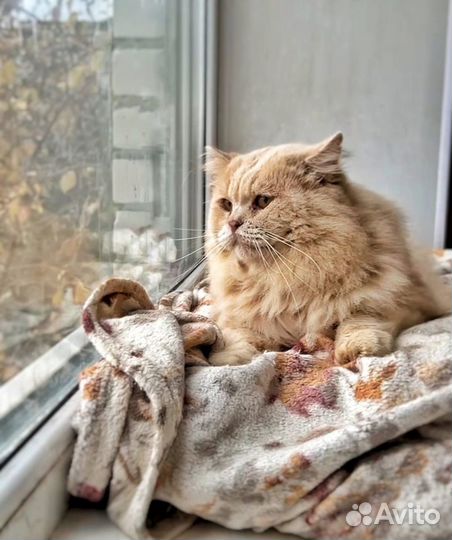 Персидский котик