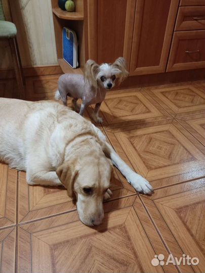 Передержка собак 24/7