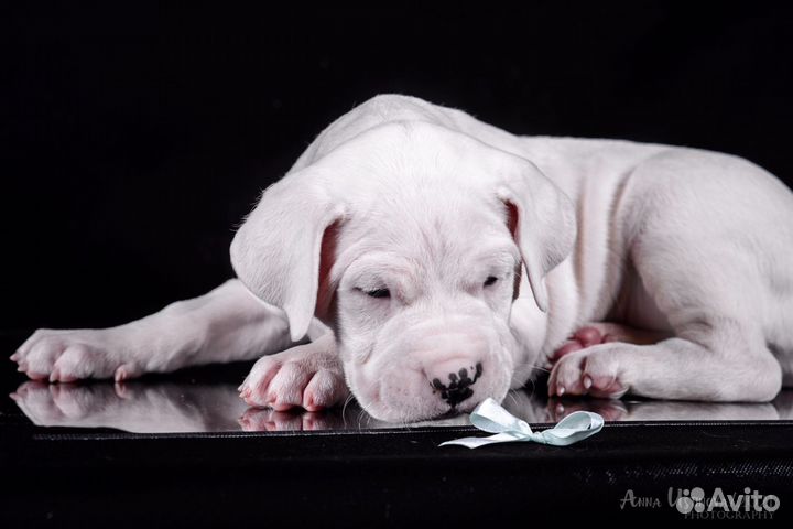 Аргентинский дог