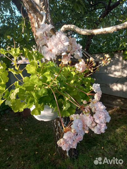 Сортовая Пеларгония 