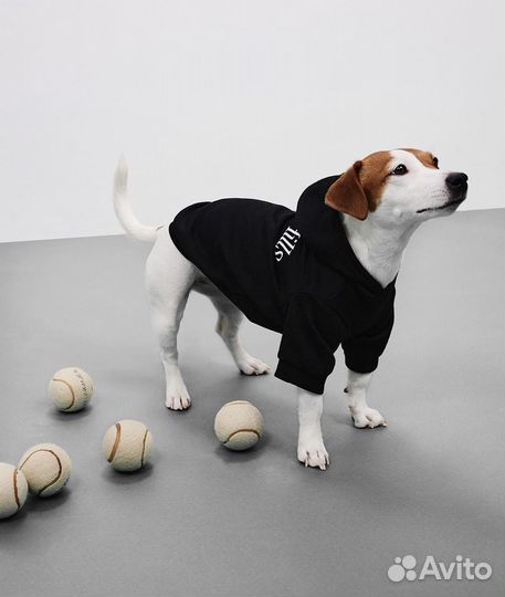 Собака для фотосессии и видео