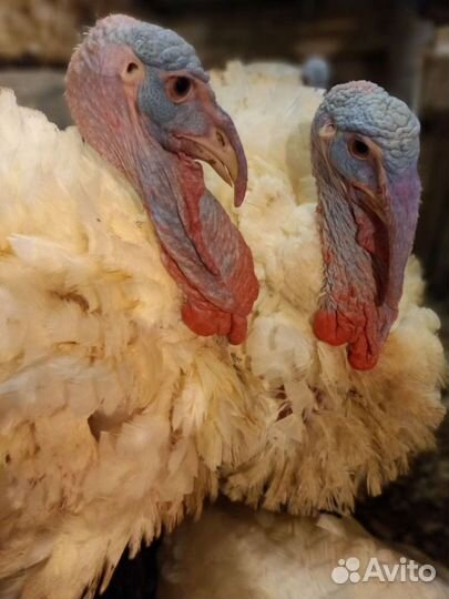 Мясо домашнего гуся, бройлер