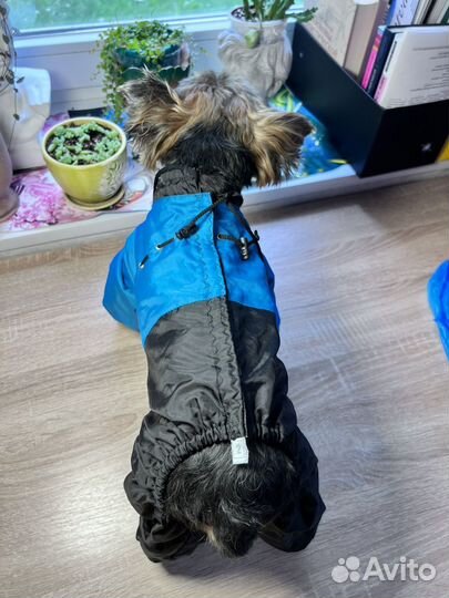 Одежда для собак мелких пород