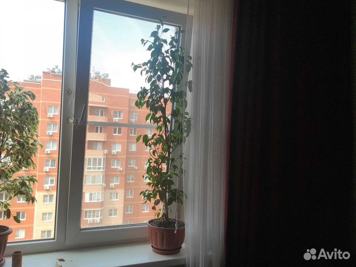 Фикус бенджамина