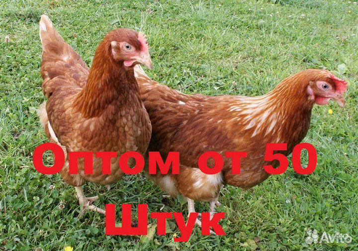 Куры Несушки