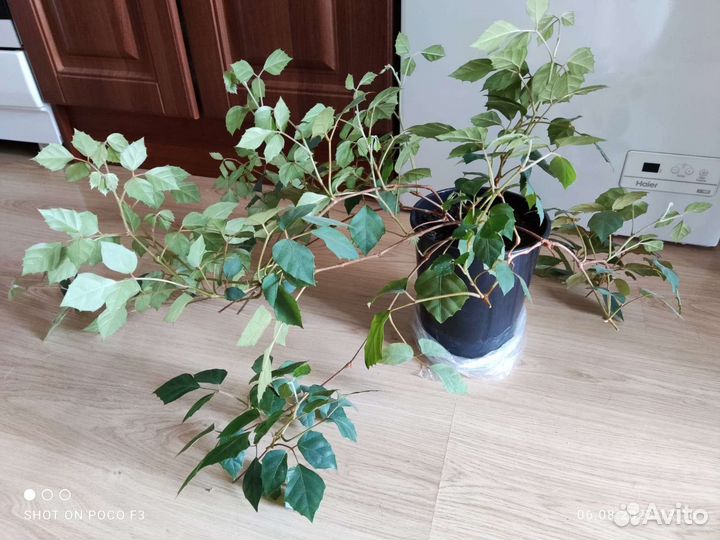 Комнатный цветок Березка