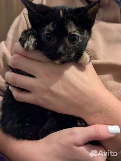 Котенок девочка