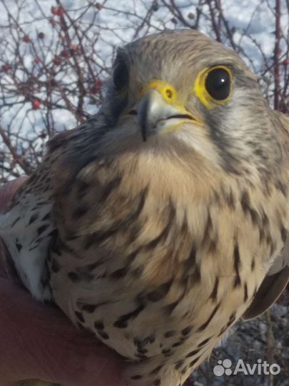 Певчие птицы