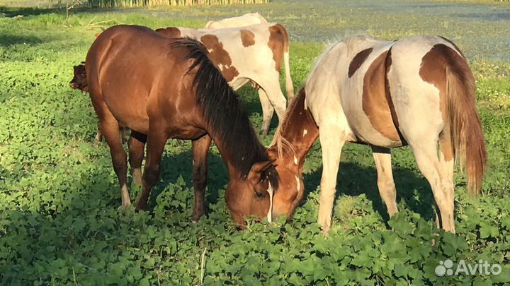 Жеребята 2022