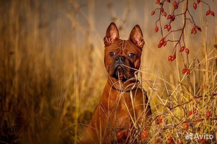 Собака модель редкой породы для фотосесии