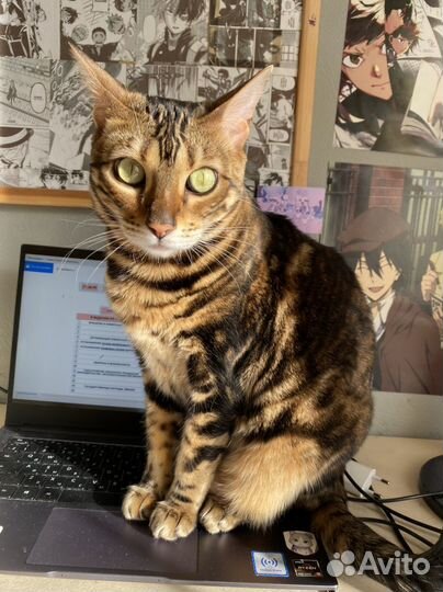 Бенгальская кошка